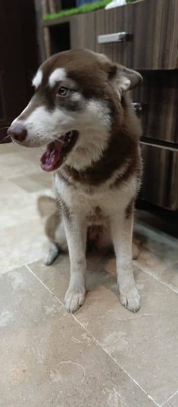 Siberian husky Female/ Cooper color/0312-4595070 4