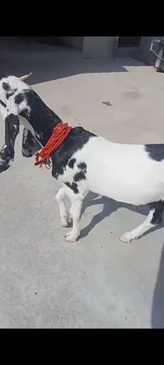 punjab bakra white eyes