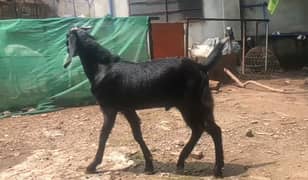 goat bakra for sale 03155253401