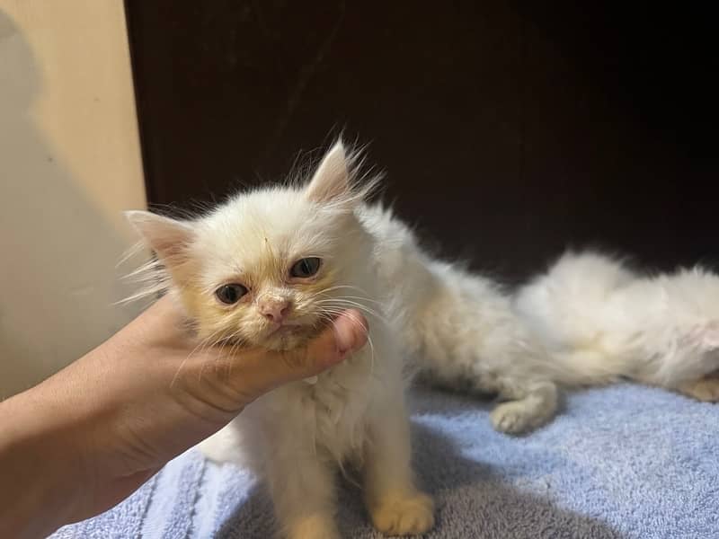 Persian Kittens for Sale 1