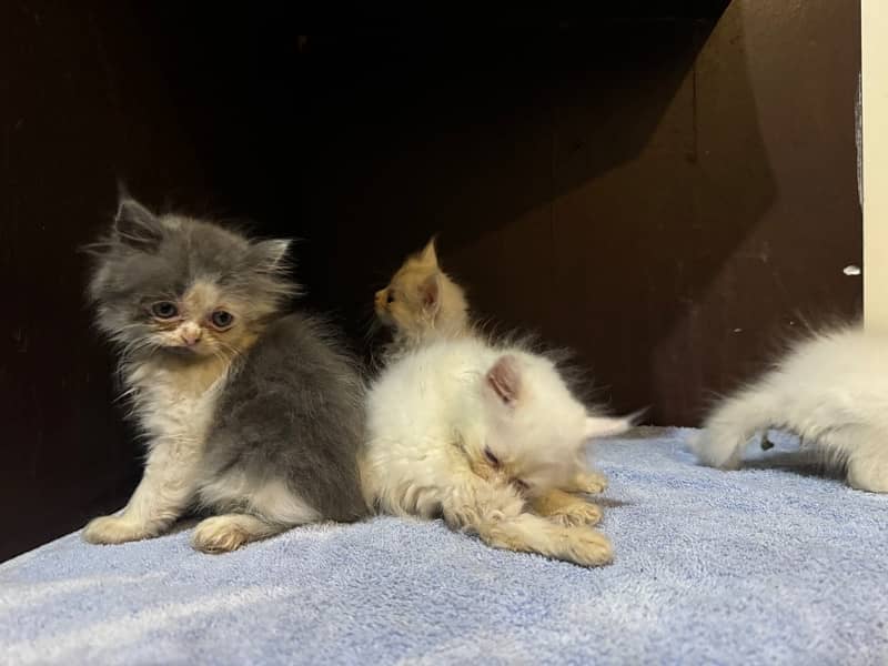 Persian Kittens for Sale 4