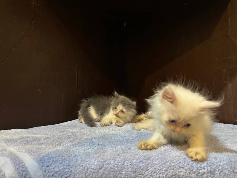 Persian Kittens for Sale 5