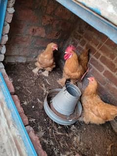 Golden Buff Rooster with 2 Hens