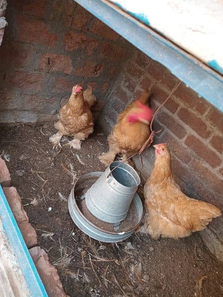 Golden Buff Rooster with 2 Hens 1