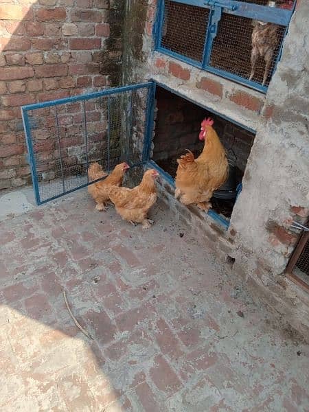 Golden Buff Rooster with 2 Hens 5