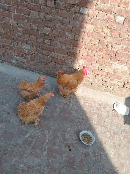 Golden Buff Rooster with 2 Hens 6