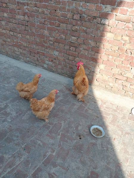 Golden Buff Rooster with 2 Hens 7