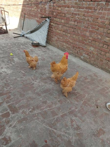 Golden Buff Rooster with 2 Hens 8