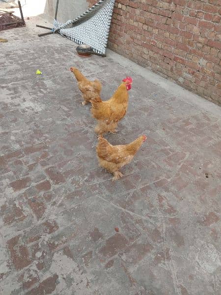 Golden Buff Rooster with 2 Hens 9