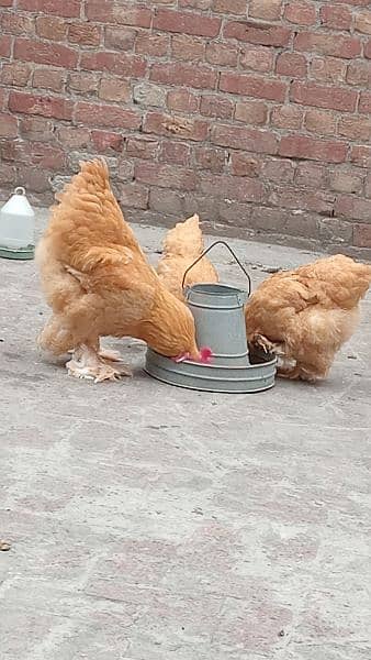 Golden Buff Rooster with 2 Hens 10