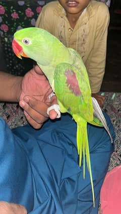 RAW 101% Tamed Parrot for sale