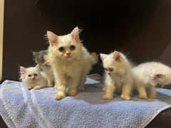 Persian Kittens for Sale