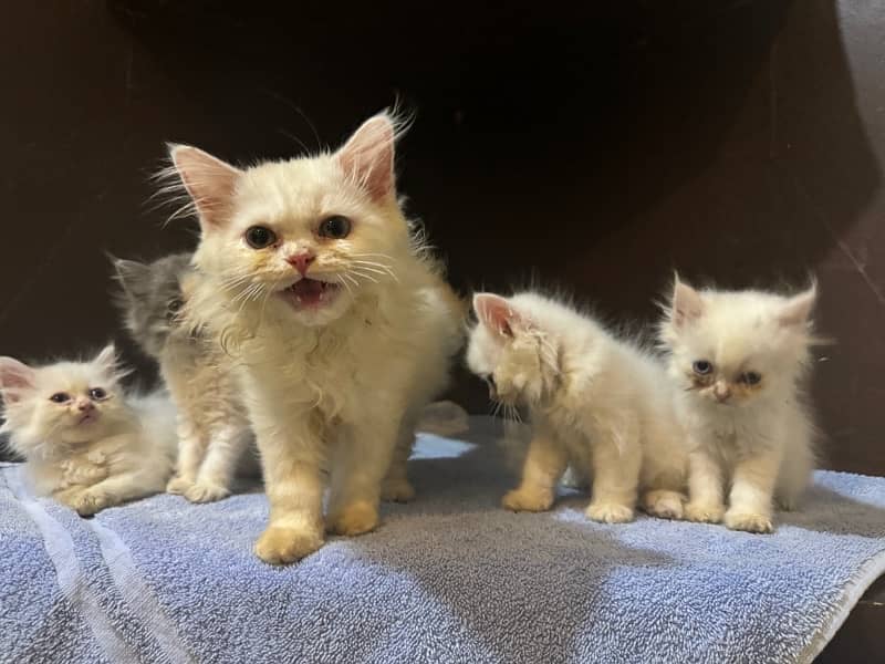 Persian Kittens for Sale 2