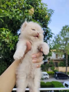 Persian cat (Fawn color kitten)