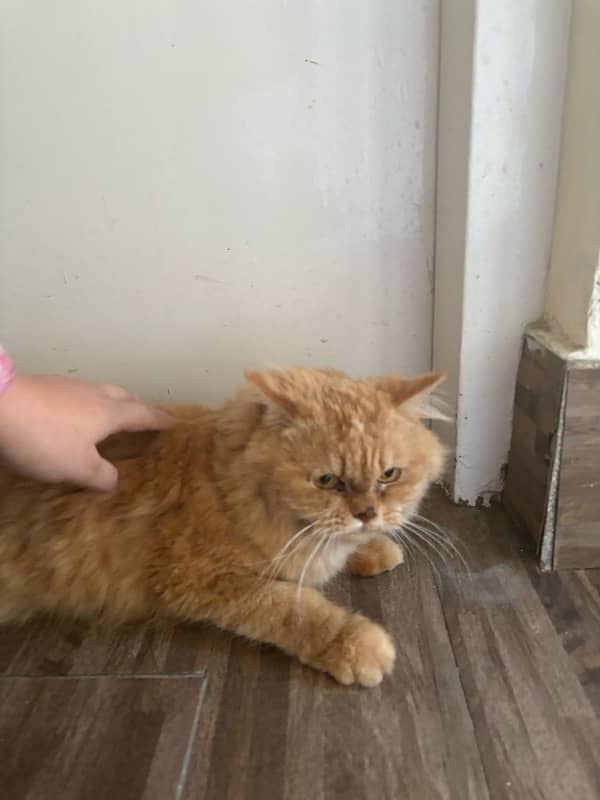 PURE PERSIAN CAT FOR SALE 1