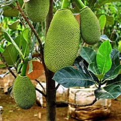 jackfruit plant کٹھل کے پھل کا پودا (original)