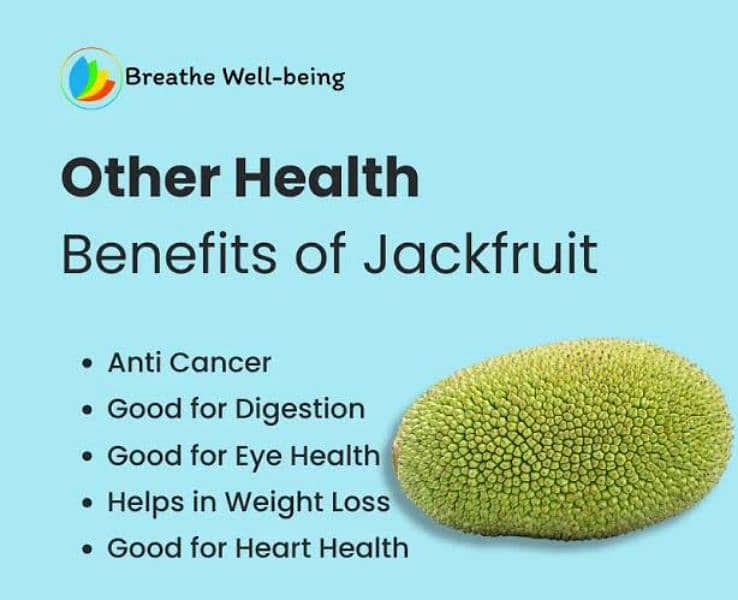 jackfruit plant کٹھل کے پھل کا پودا (original) 4