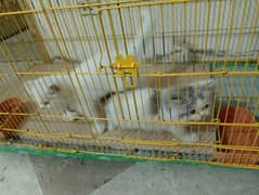 Persian cats for sale