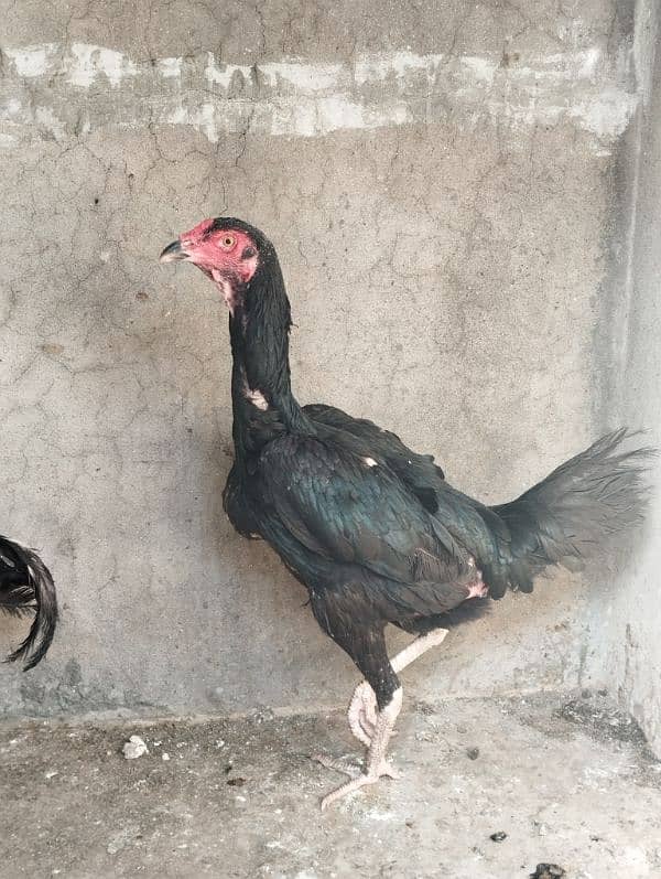 Aseel Hen for sale 0