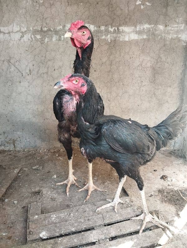 Aseel Hen for sale 1