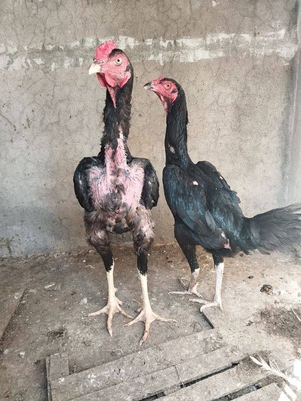 Aseel Hen for sale 2