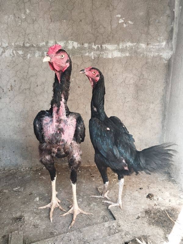 Aseel Hen for sale 3