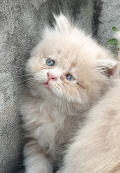 Persian kittens for sale