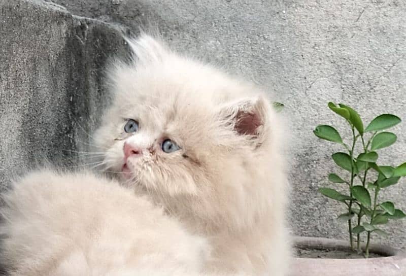 Persian kittens for sale 1