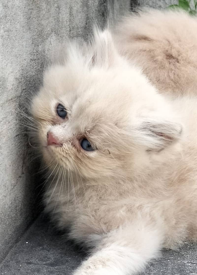 Persian kittens for sale 3