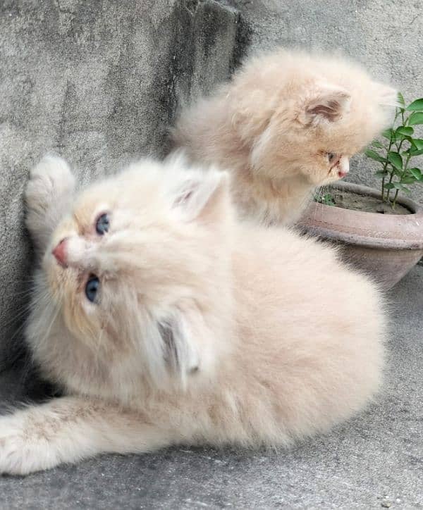 Persian kittens for sale 4