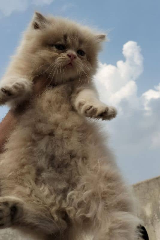 Persian kittens for sale 5