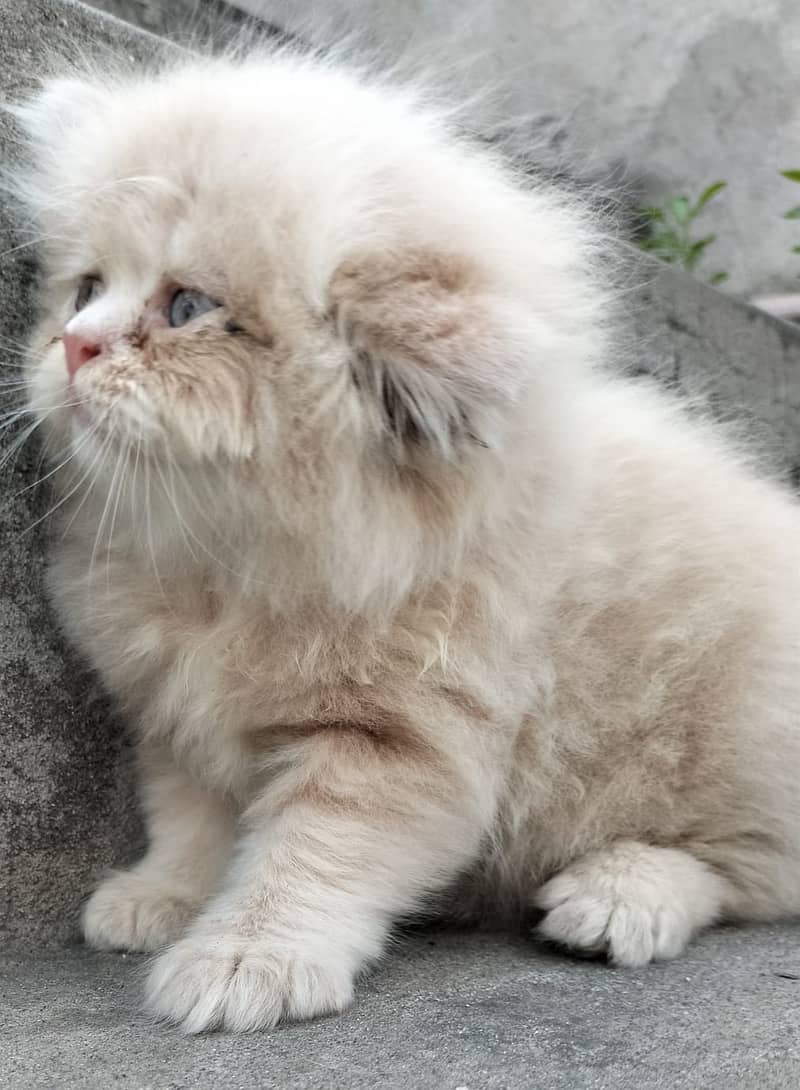 Persian kittens for sale 6