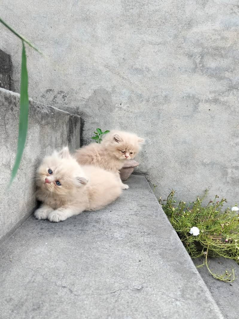 Persian kittens for sale 7