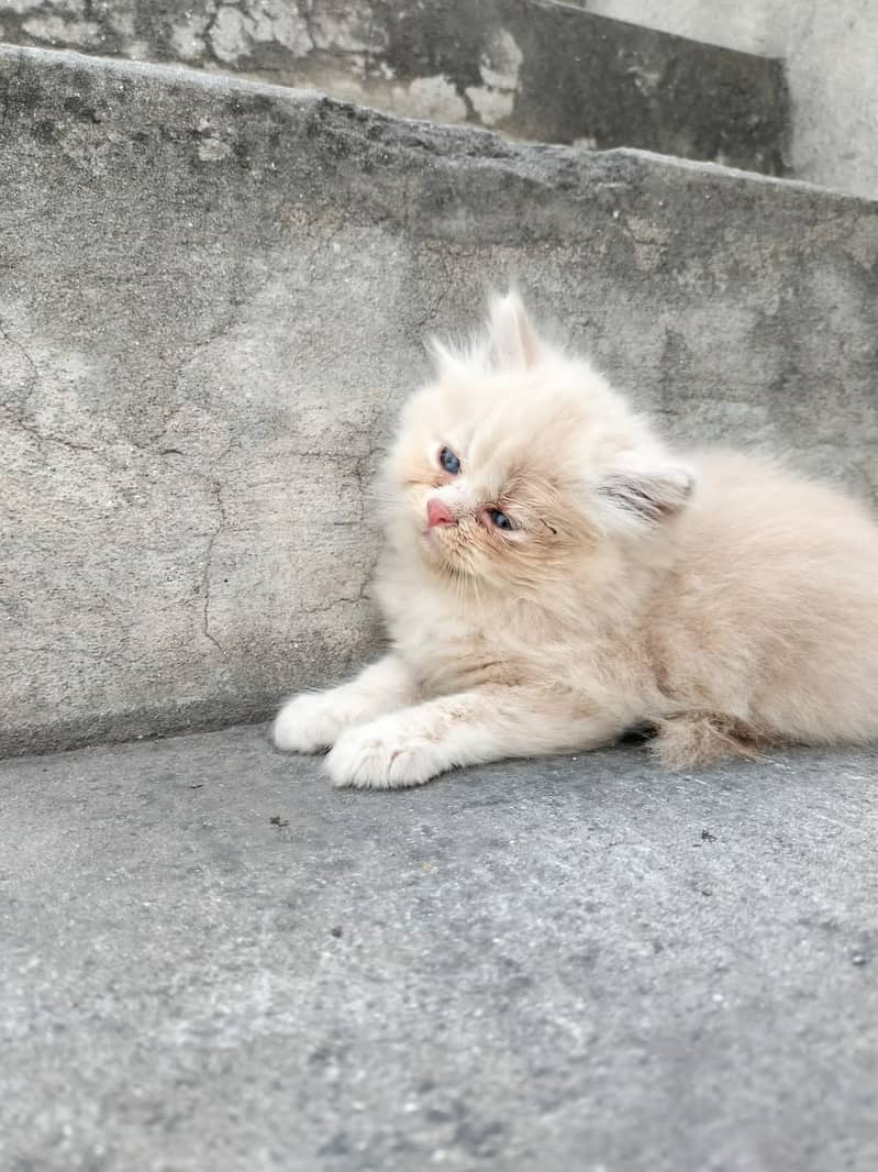 Persian kittens for sale 8