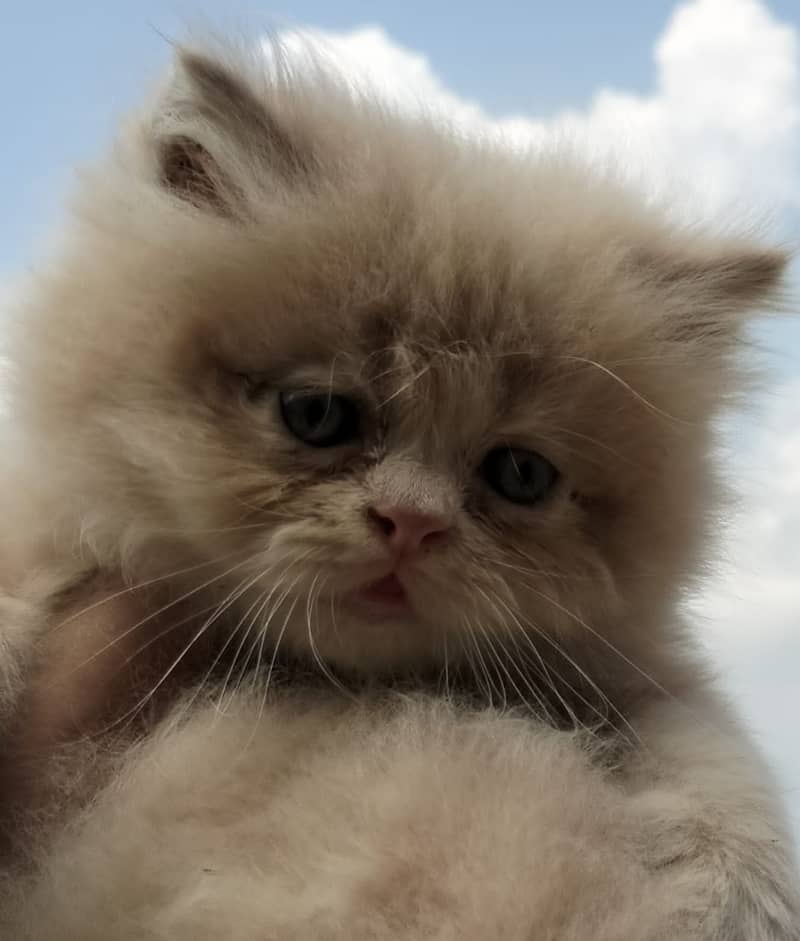 Persian kittens for sale 9