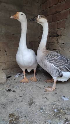 long neck ducks Healthy and healthy breeder pair.