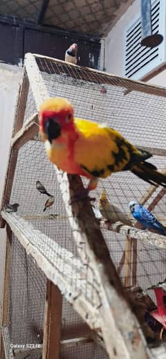 tamed Sun conure pair for sale