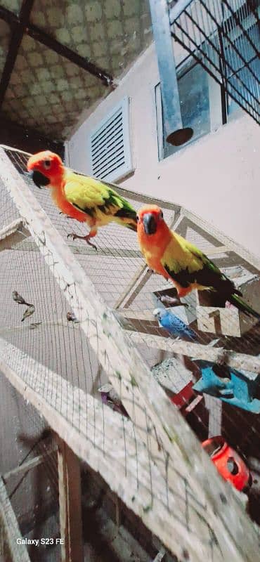 tame sun Kannur pair 1