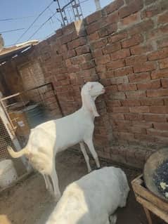 Pure white Gabhan bakri