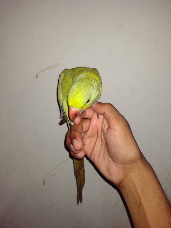 green ringneck urgent sale 1