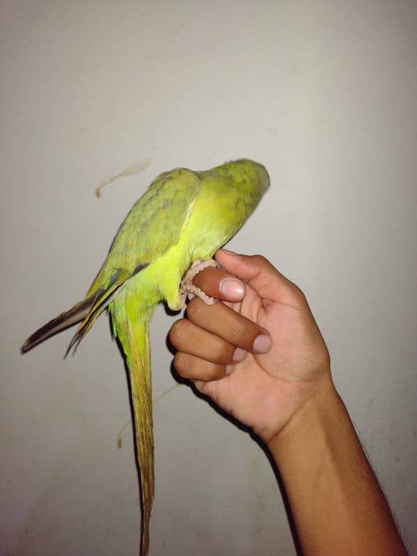 green ringneck urgent sale 2