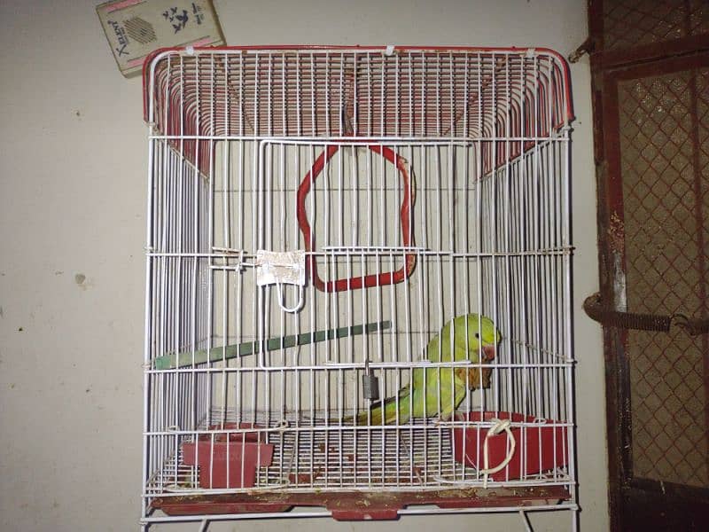 green ringneck urgent sale 3