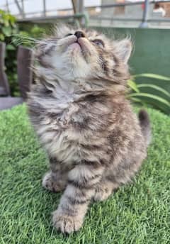 Tabby  Cute Persian kittenl Persian cat | kitten |