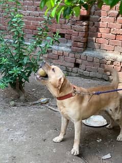 Labrador Male Dog For Sale