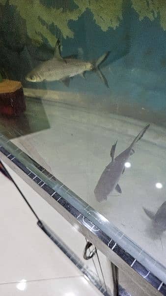 alligator gar,greensevrum,peackokbass,silversharks,upside-downcatfish 8