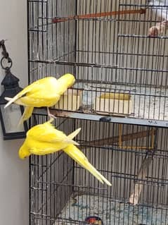 Yellow Ringneck healthy and active pair age 6 months