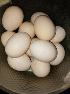 Aseel Mushka And Heera eggs for sale