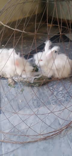 Red Eye / Parshion Rabbit For Sale