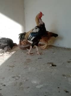 Aslee murga or 2murgea for sale 11000