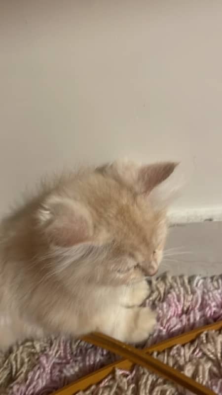 Persian cat 3 months age double coat 1